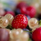 Beeren-Panorama