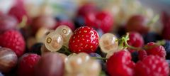 Beeren-Panorama