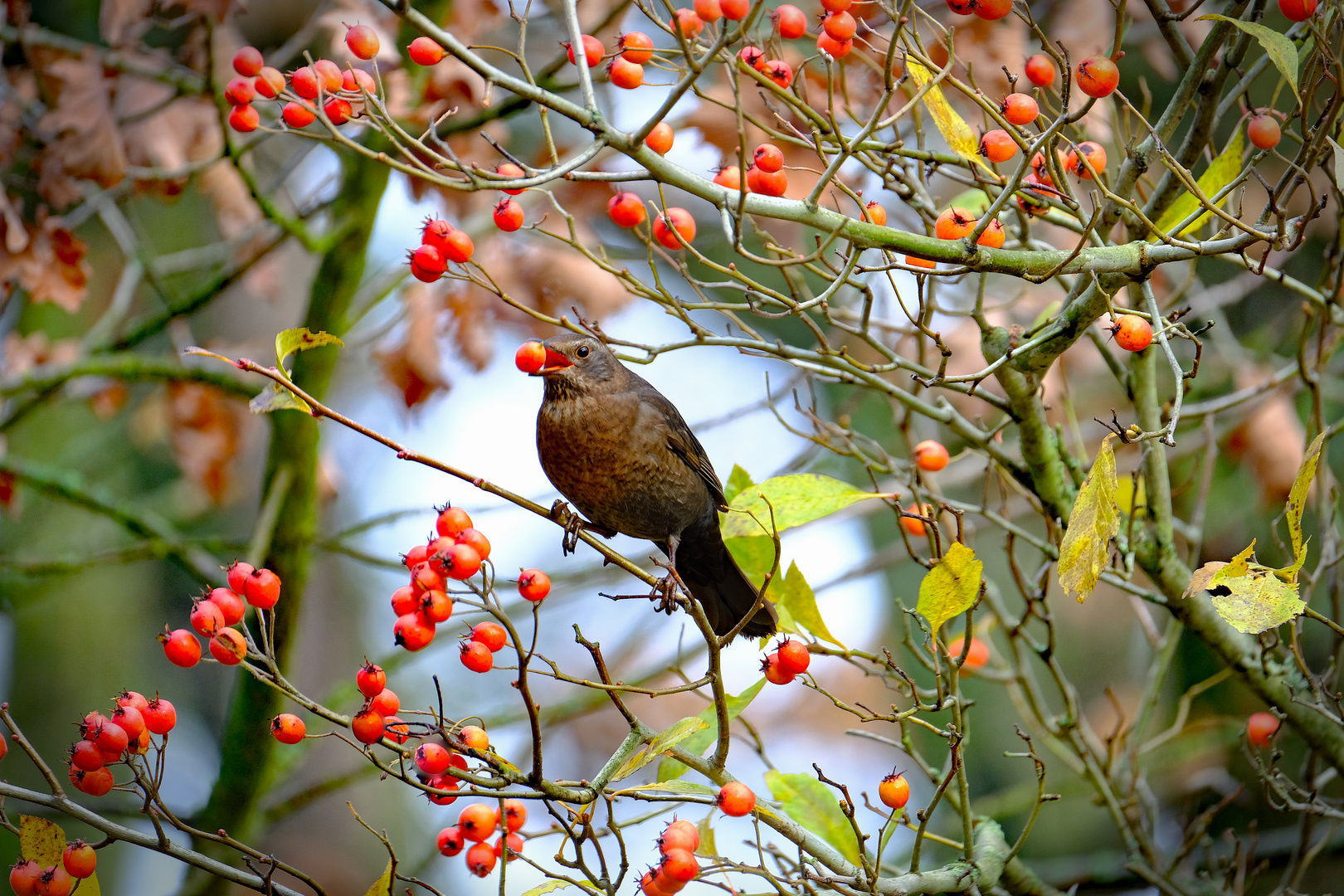 Beeren pickende Amsel