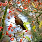 Beeren pickende Amsel