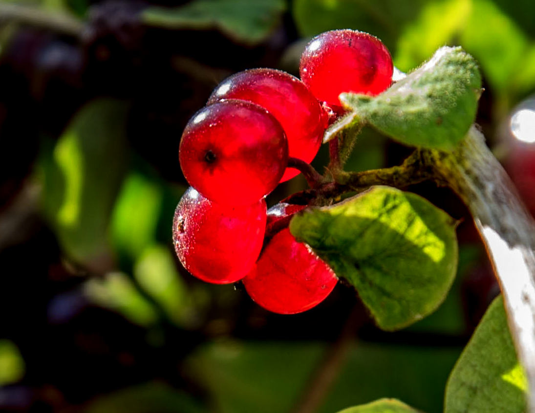 Beeren-Rot...