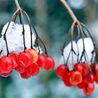 Beeren rot-weiss