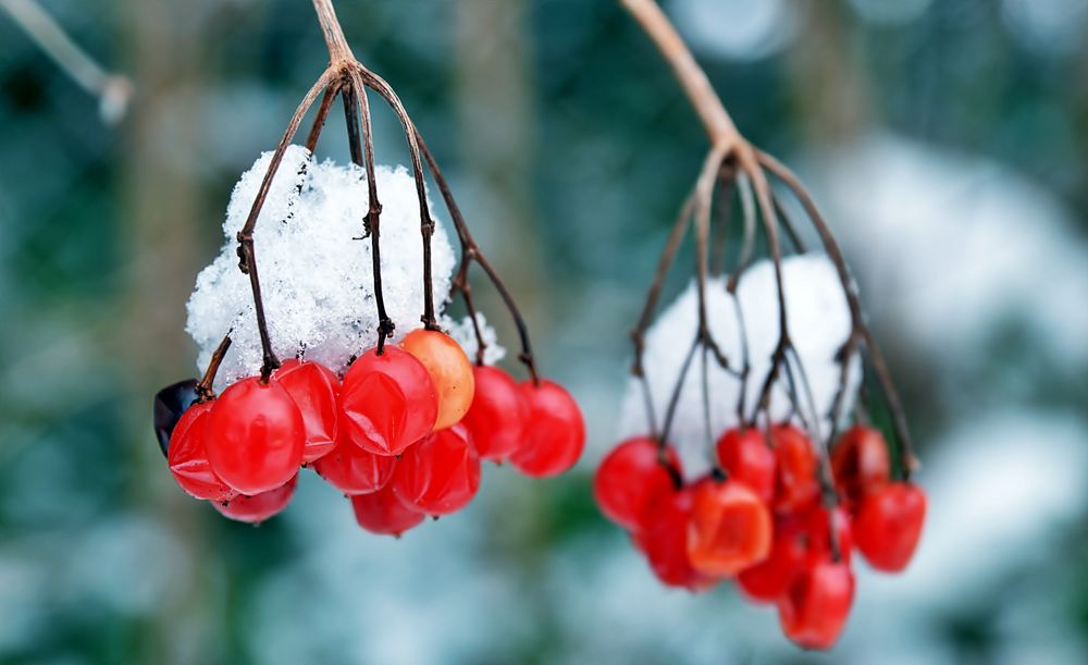 Beeren rot-weiss