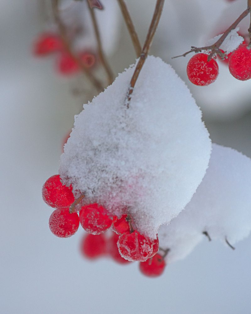 Beeren, rot-weiß