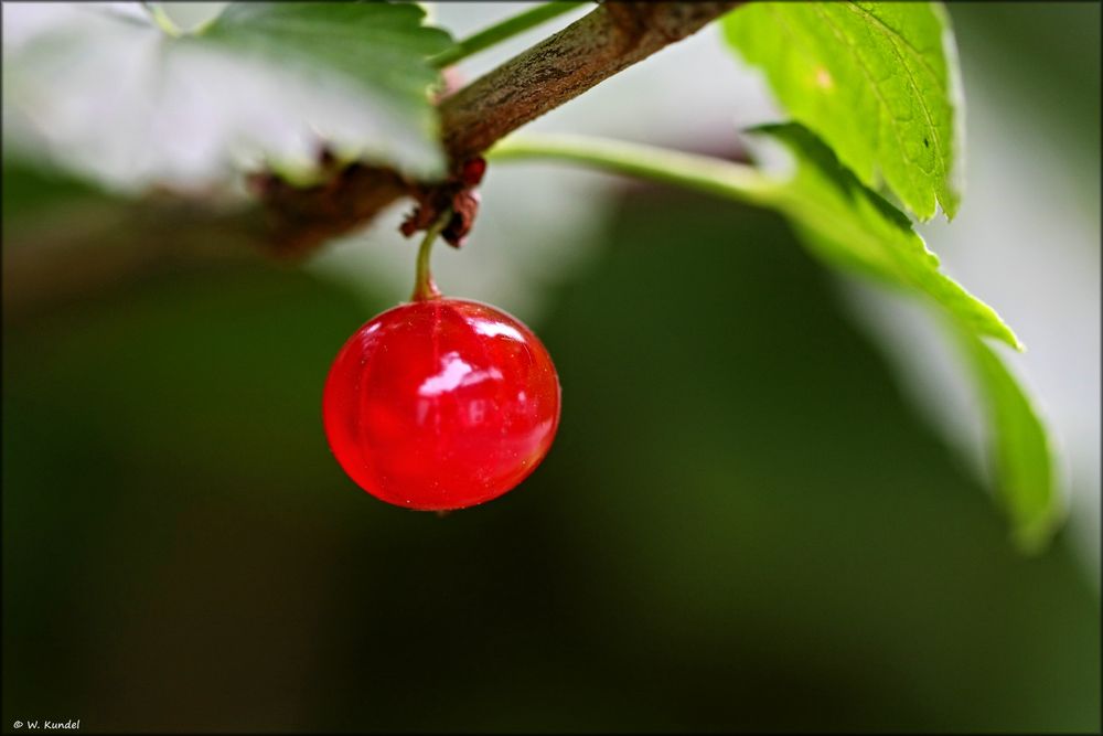 Beeren sind Einzelgänger