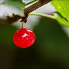 Beeren sind Einzelgänger