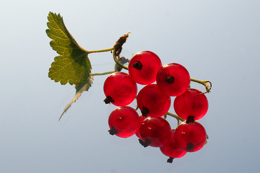 Beeren, so rot, so lecker (Spiegelung)