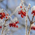 Beeren tiefgekühlt