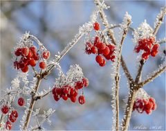 Beeren tiefgekühlt