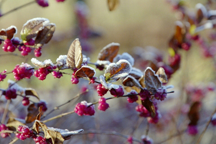 Beeren tiefgekühlt