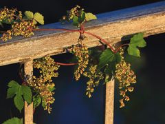 Beeren umranken ein Geländer