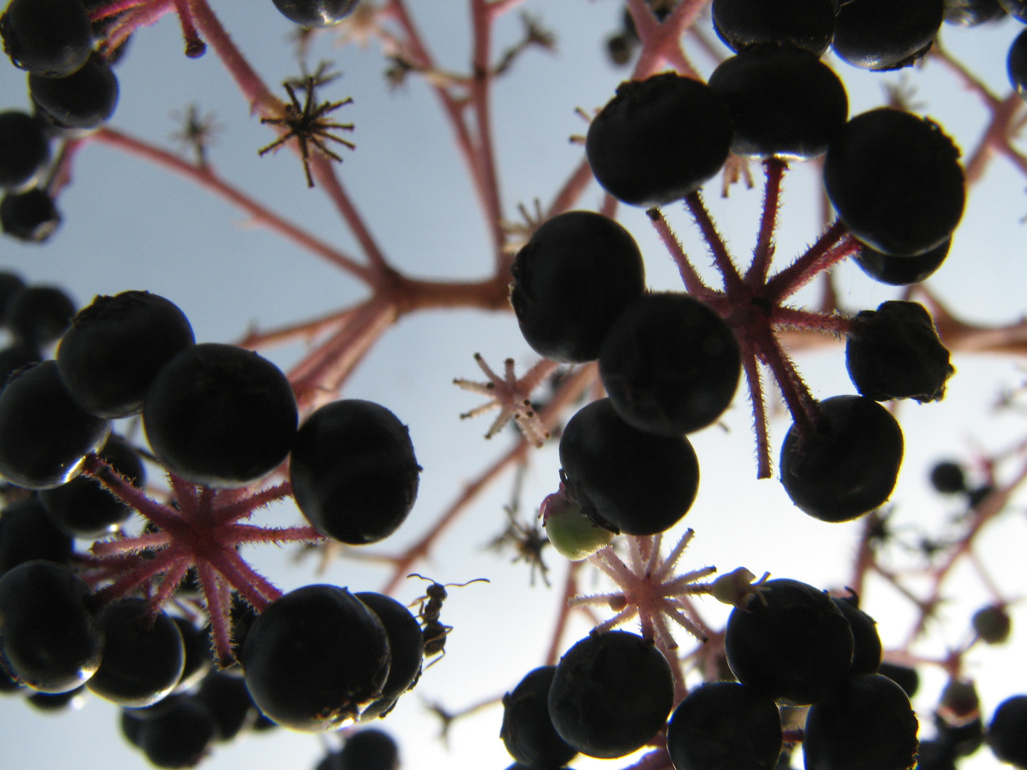 Beeren und Ameise