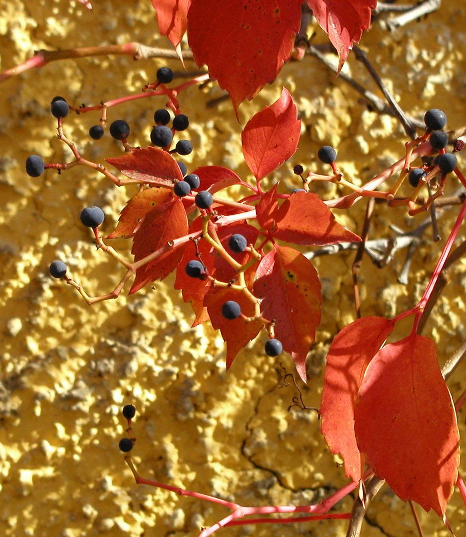 Beeren und Blätter