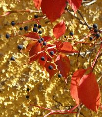 Beeren und Blätter