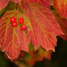 Beeren und Blätter