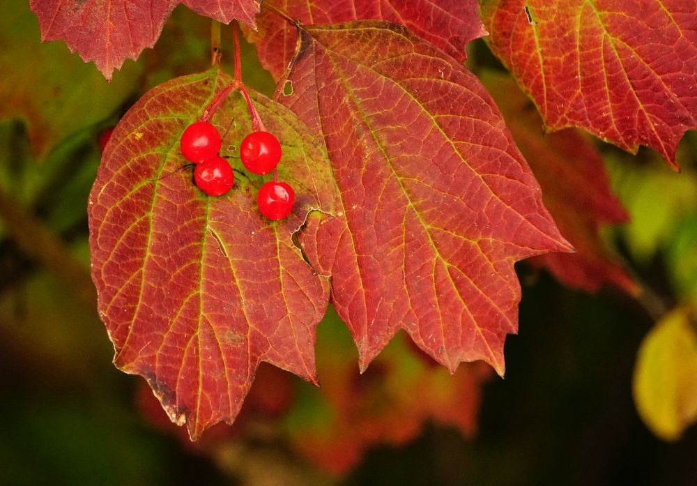 Beeren und Blätter