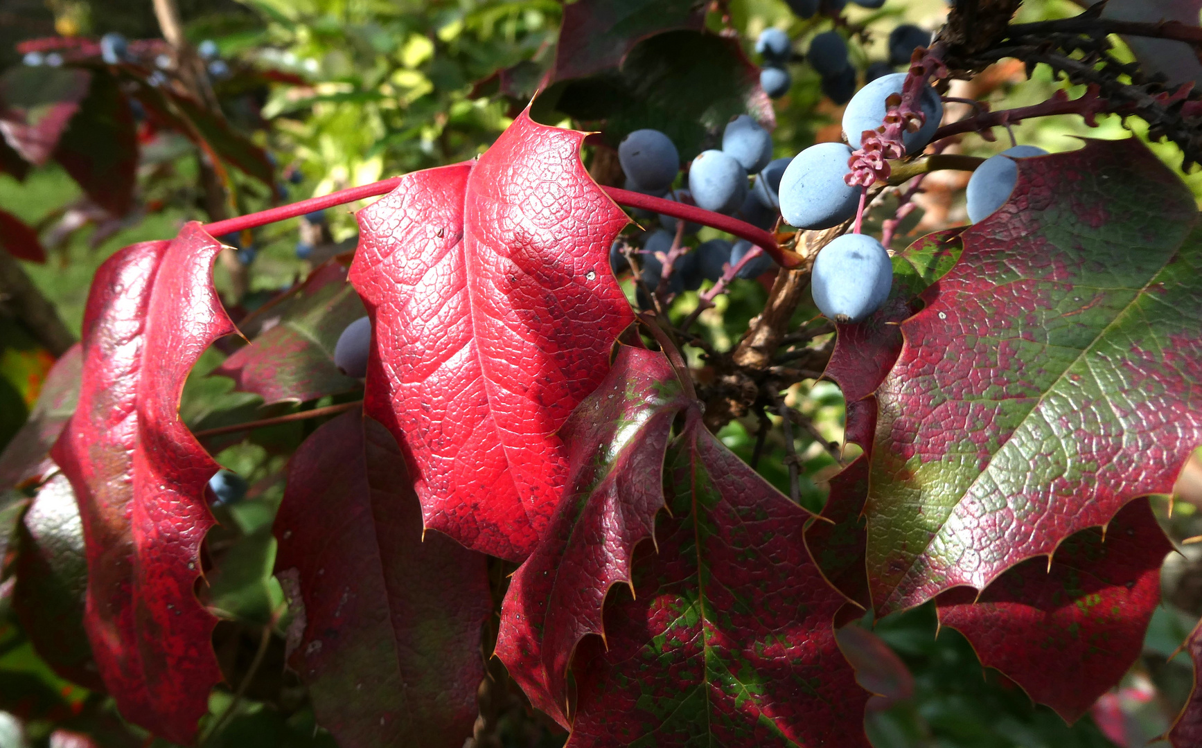 Beeren und Blätter