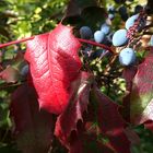 Beeren und Blätter