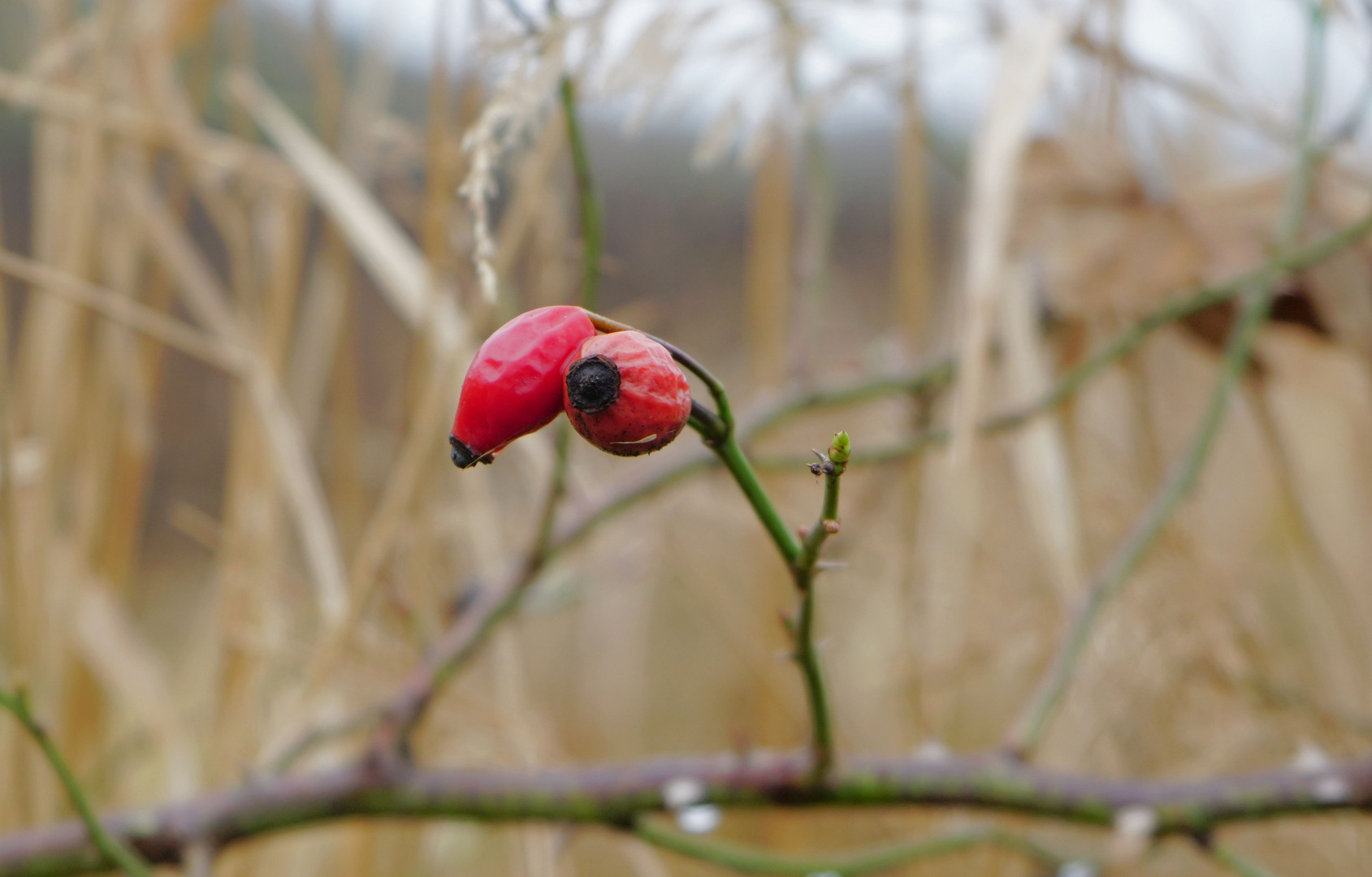 Beeren und Knospe