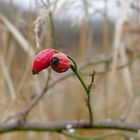 Beeren und Knospe