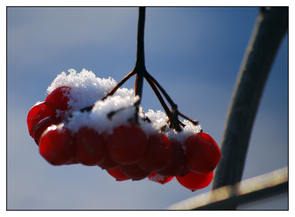 Beeren und Schnee