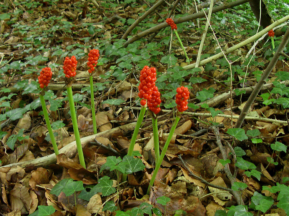 Beeren vom Aronstab