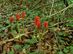 Beeren vom Aronstab