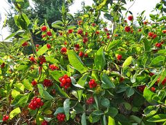 Beeren vom Geißblatt auf Sylt