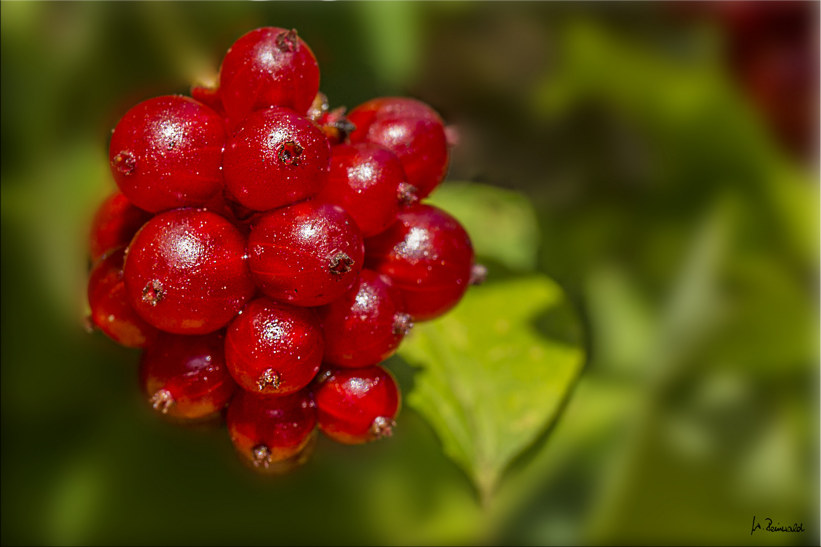 Beeren vom Geißblatt