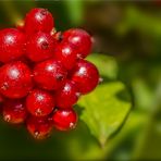 Beeren vom Geißblatt