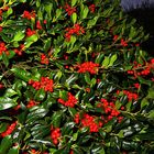 Beeren vom Ilex