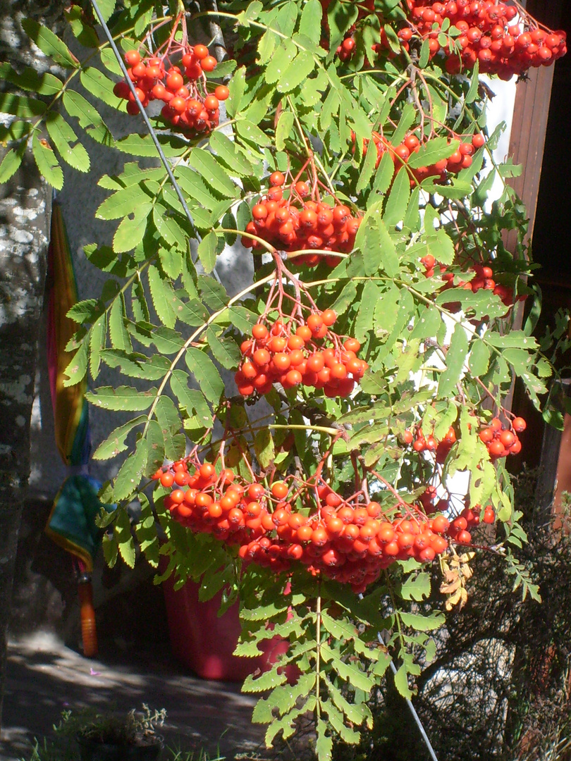 Beeren vom Nachbars Garten