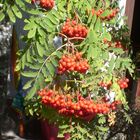 Beeren vom Nachbars Garten