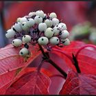 Beeren vom roten Hartriegel