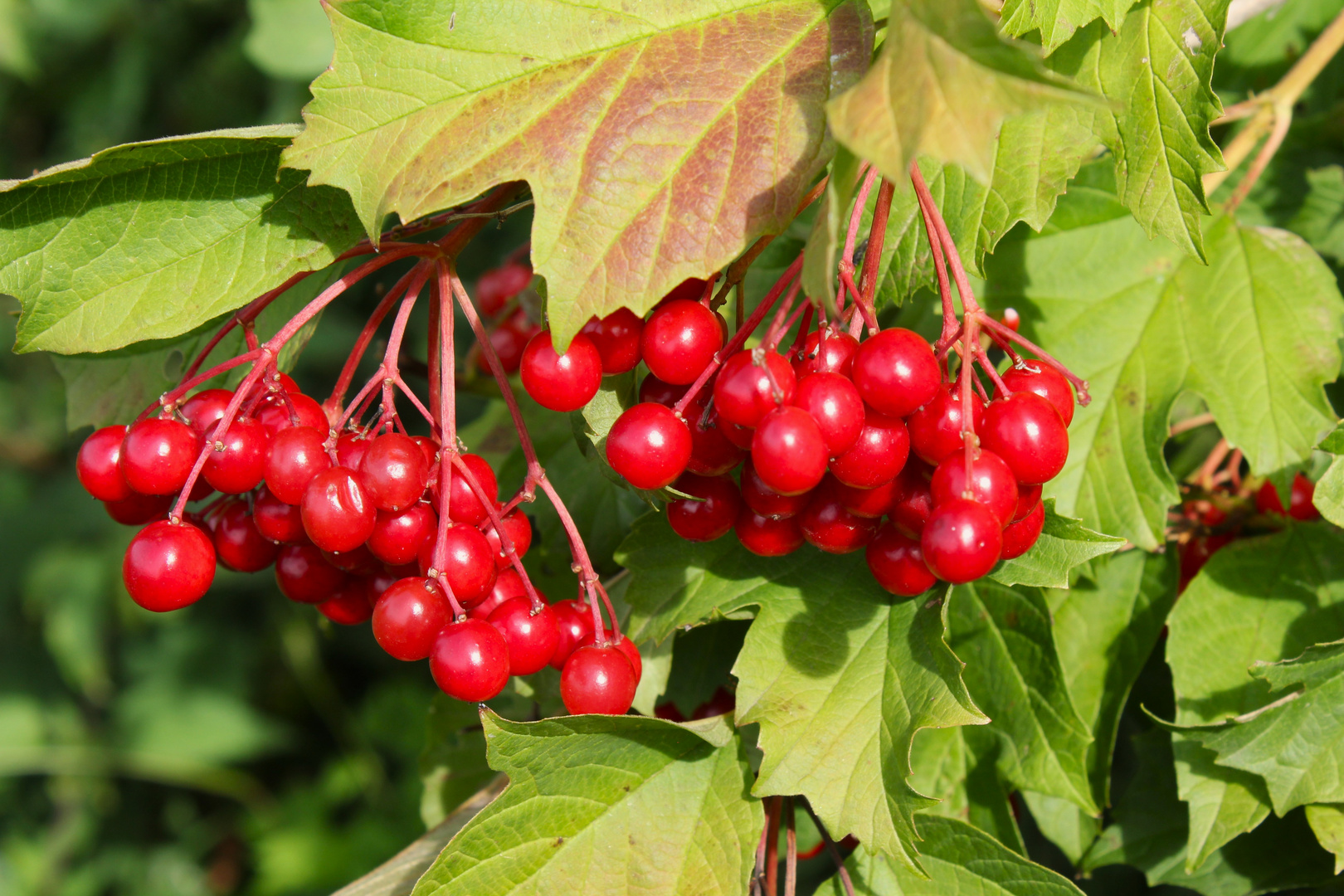 Beeren vom Schneeball