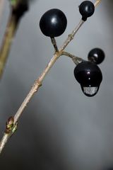 Beeren vom Vorjahr