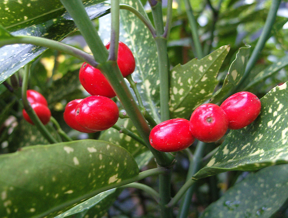 Beeren von Aucuba japonika  - ein Hartriegelgewächs