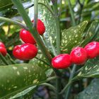 Beeren von Aucuba japonika  - ein Hartriegelgewächs