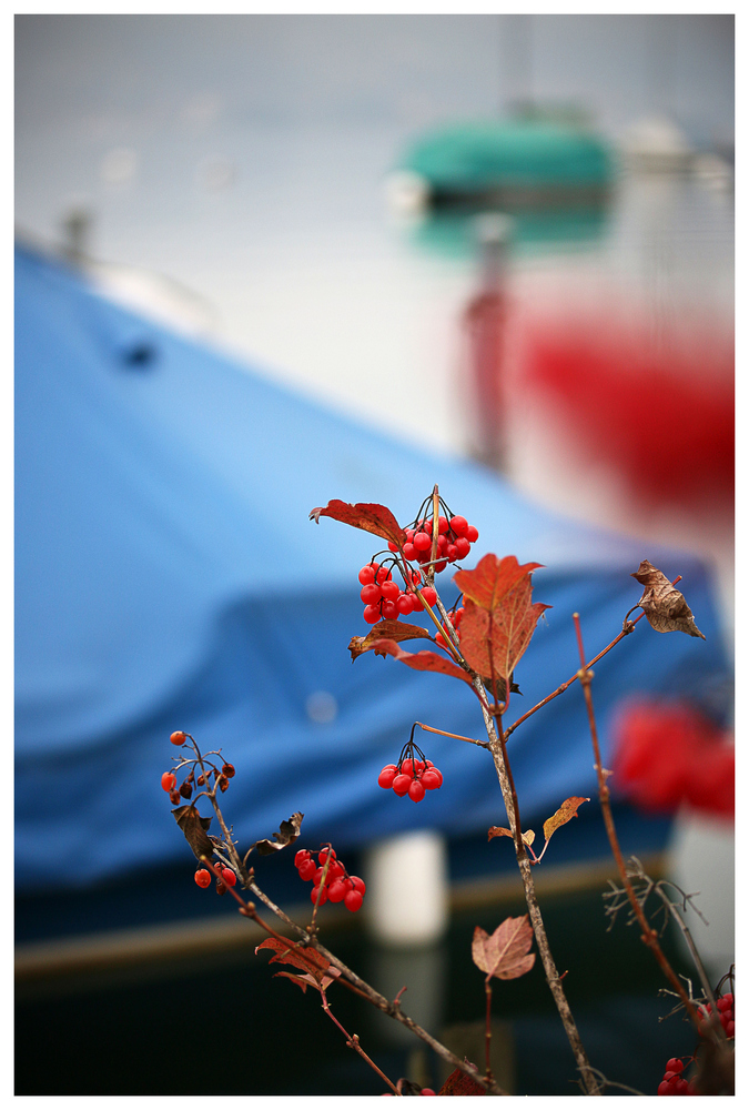 Beeren vor blauer Bootsplane