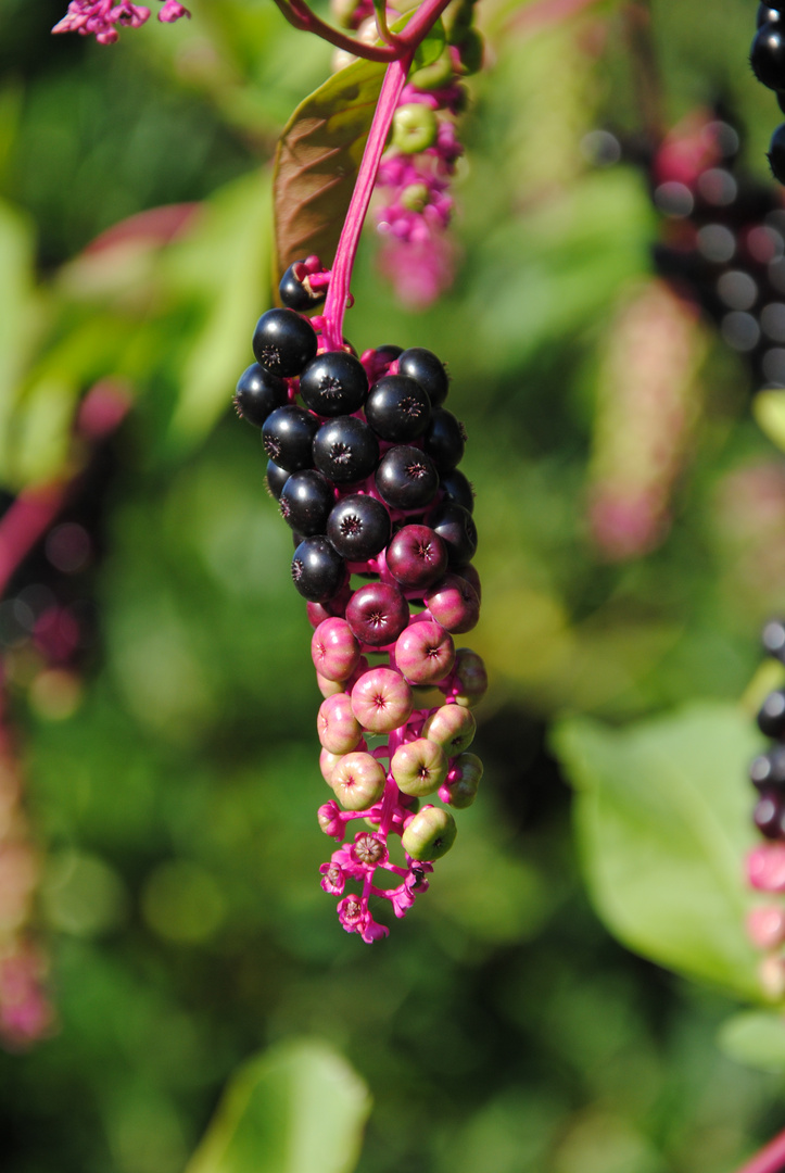 Beeren...aber welche?