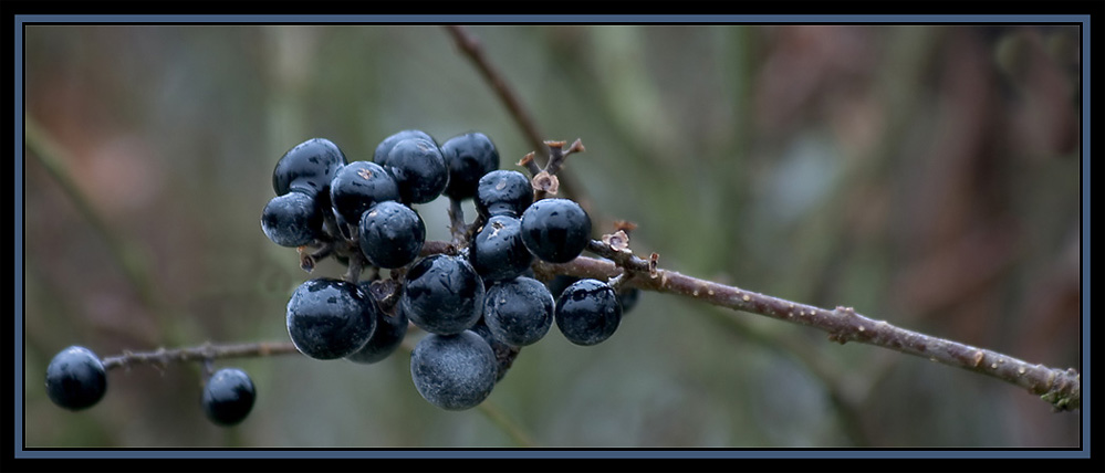 Beerenauslese