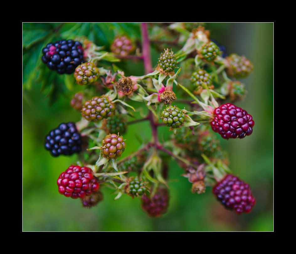 Beerenauslese