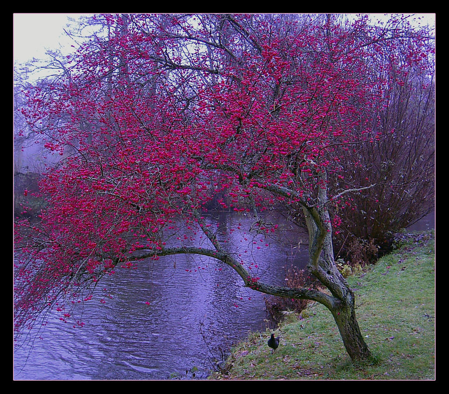 Beerenbaum im Spätherbst