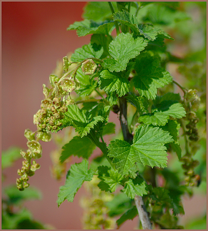 Beerenblüten