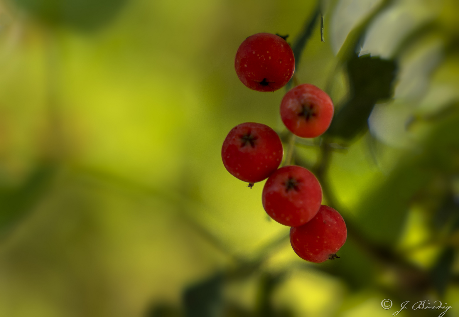 Beeren_eben