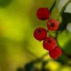 Beeren_eben