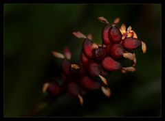 Beerenfähnchen - Fähnchenbeeren