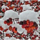 Beerenfrüchte mit Schneehäubchen
