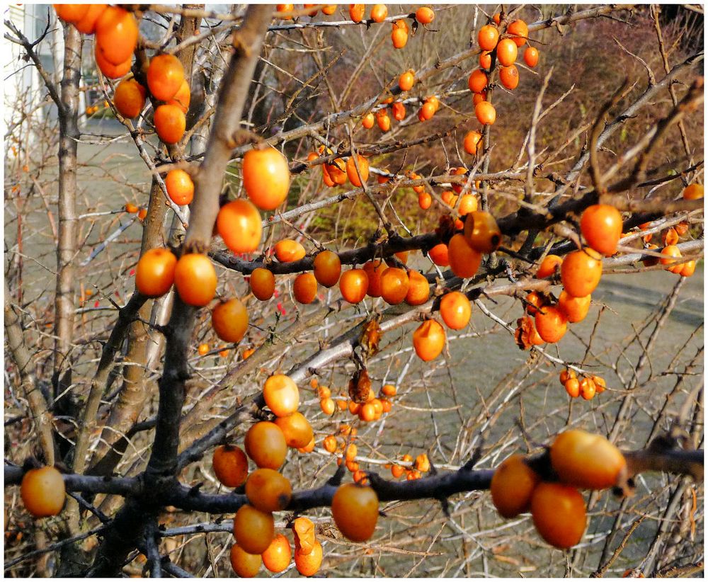 Beerenfülle im Januar