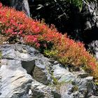 Beerengestrüpp in herbstlicher Verfärbung